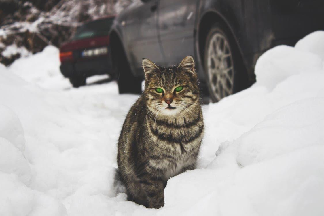 Кот на снегу