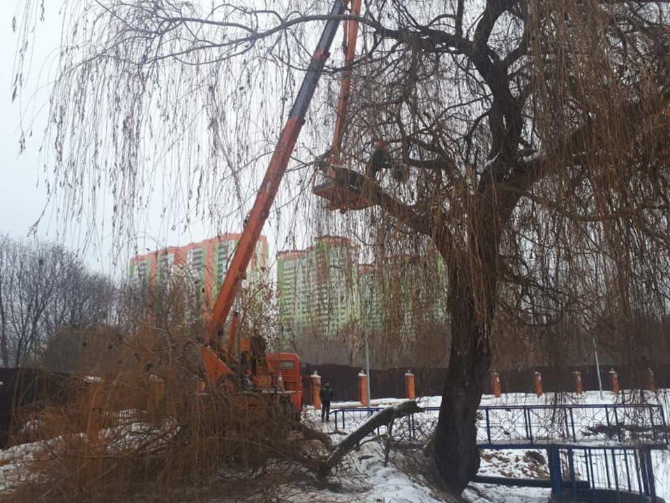 Отрадный, ивы
