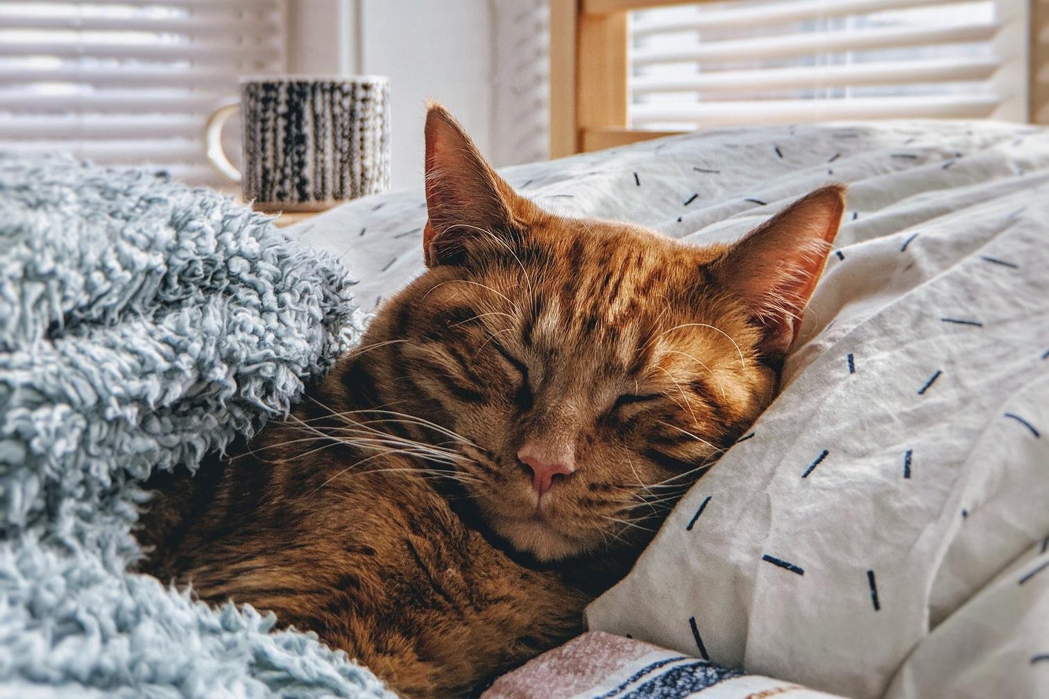 День сна, спящий кот