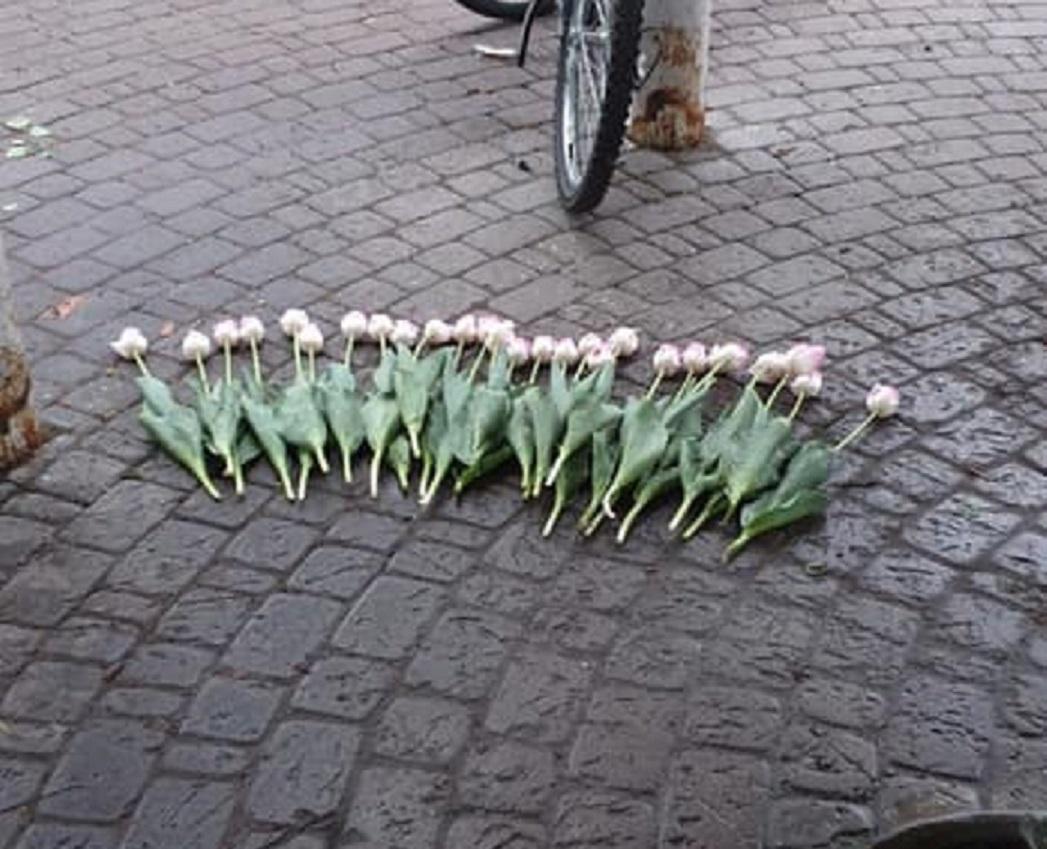 тюльпаны