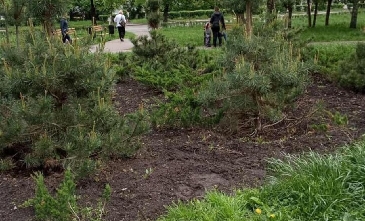 киевзеленбуд, кусты, кража