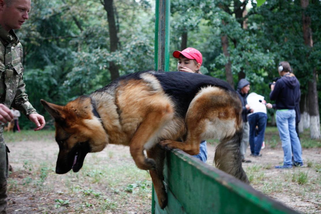 собака, овчарка
