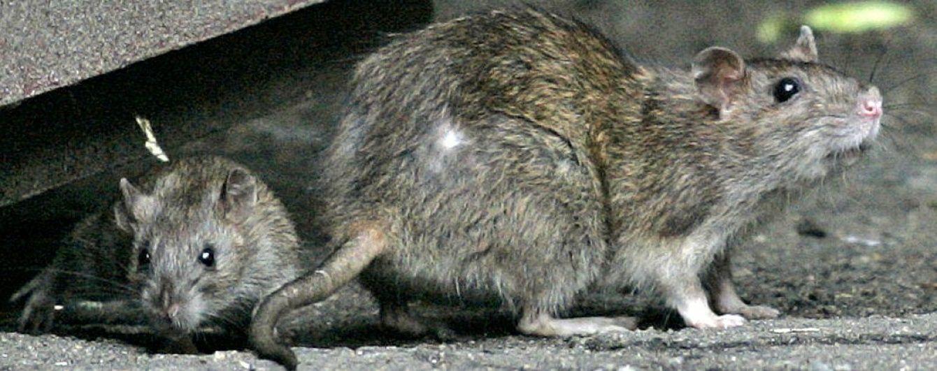 Неприятного аппетита. На “Черниговской” возле киоска с шаурмой заметили крыс (ВИДЕО)