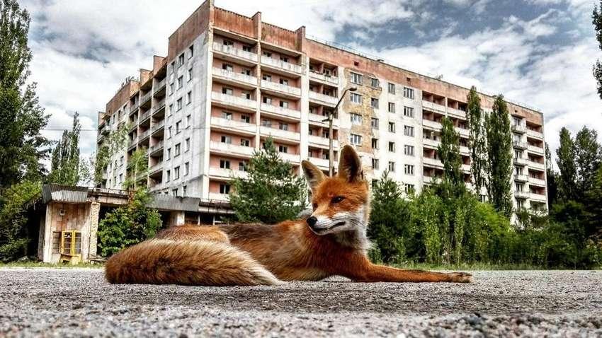 Що буде з зоною відчуження: план розвитку