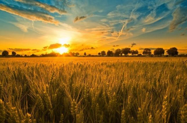 Євдокимове заговіння та міжнародний День шульги. 13 серпня в історії: прикмети та заборони