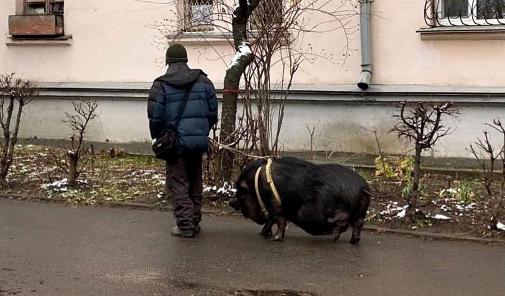 Фото дня: чоловік на повідку вигулює величезну свиню