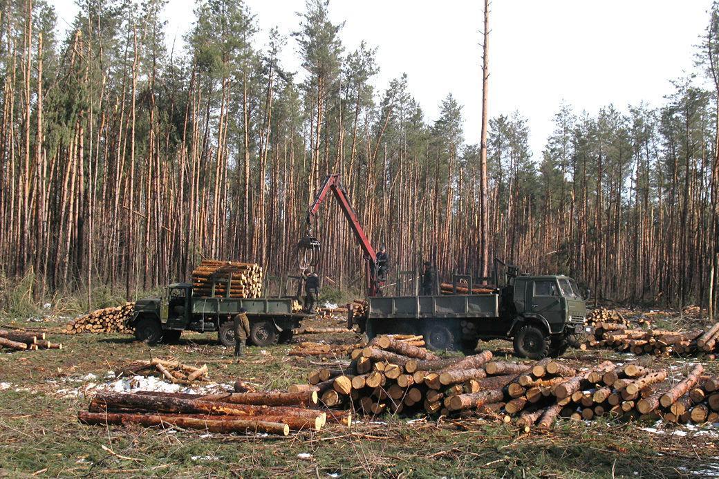 Українським лісам протягом 2021 року завдали збитків на 500 млн грн