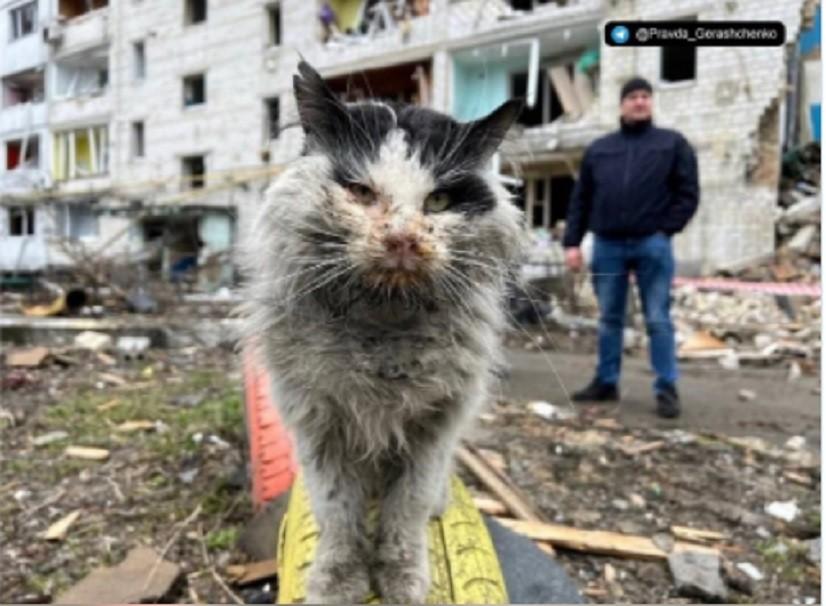 Котик, якого врятували з-під завалів у Бородянці, помер від отриманих травм