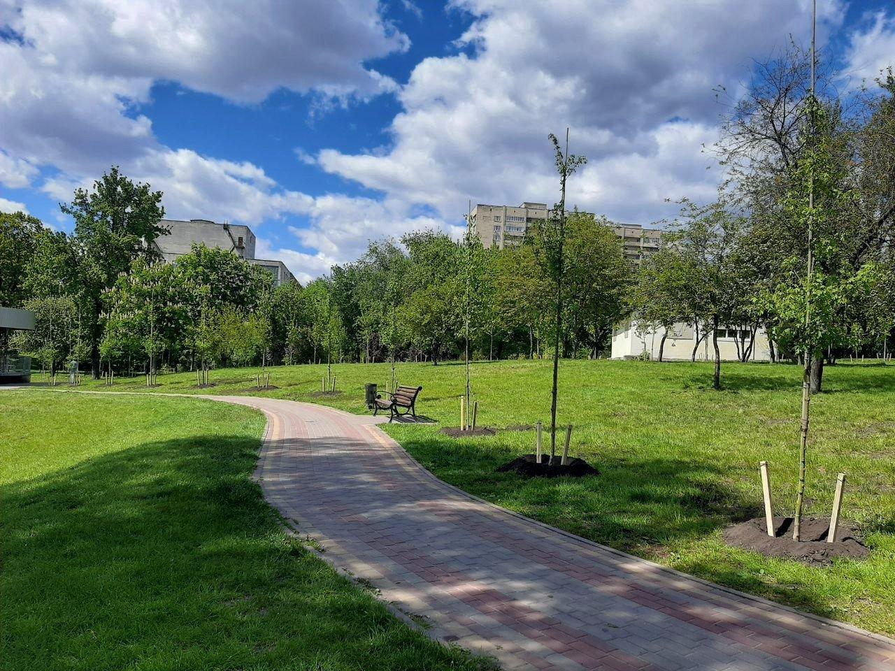 алея кленів у парку орлятко
