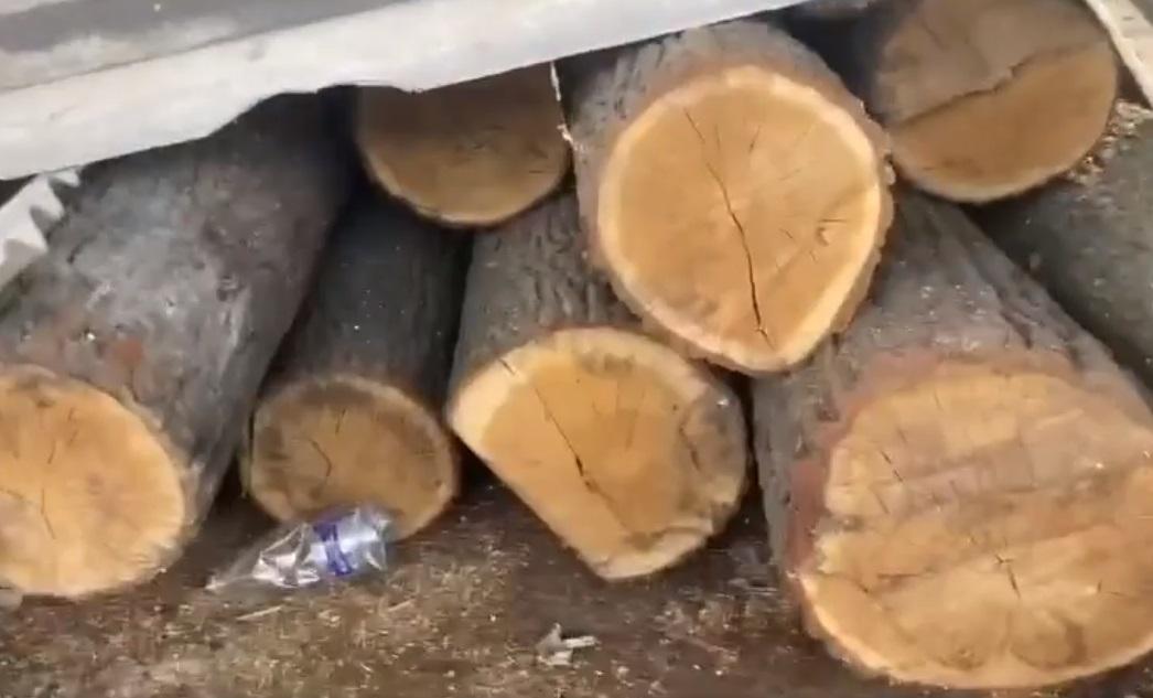 В Обухівському районі виявили незаконну пилораму (ВІДЕО)