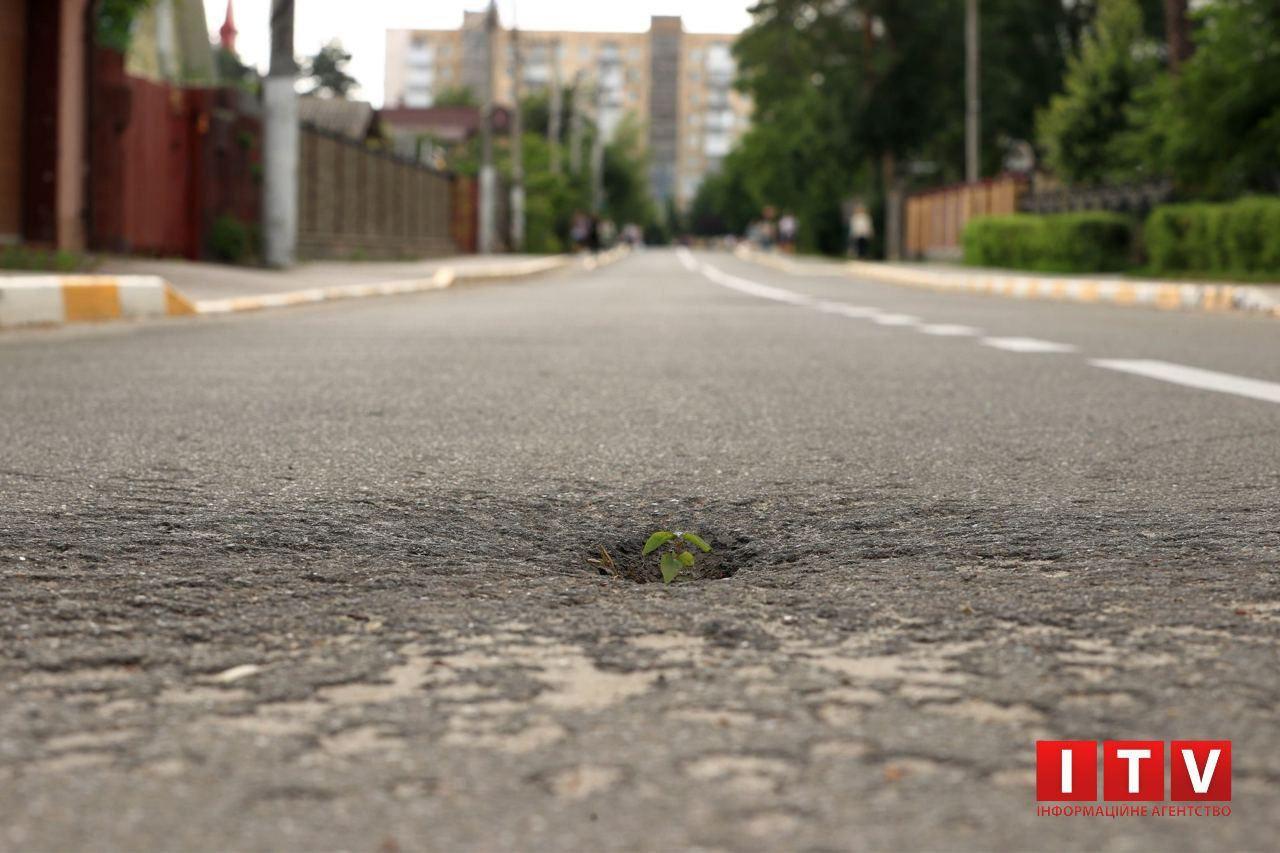 Фото дня. Рослина у воронці посеред дороги в Ірпені