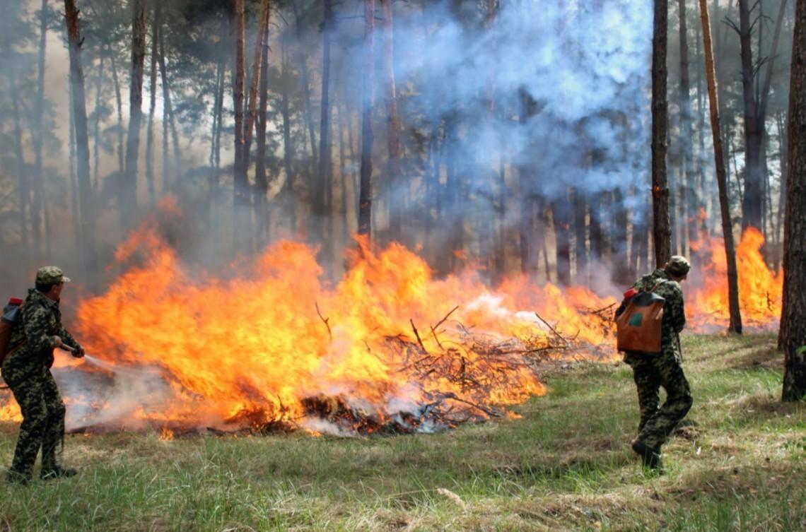 пожежа в лісі
