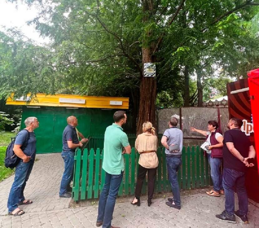 Деревам потрібна обрізка гілля: У Голосіївському парку дослідили старі метасеквої