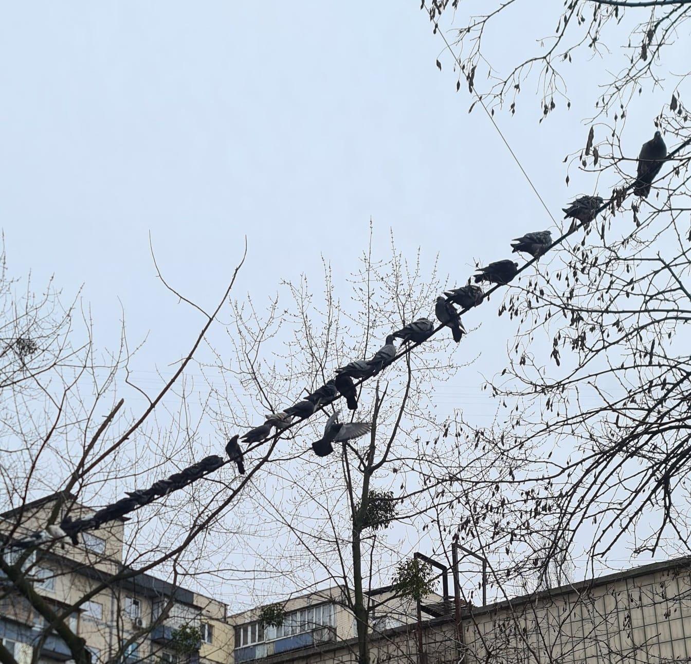 Рвучкий вітер, дощ та зниження температури: прогноз погоди на вівторок