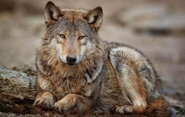 На Оболоні “квартирний” вовк напав на власницю і серйозно травмував її