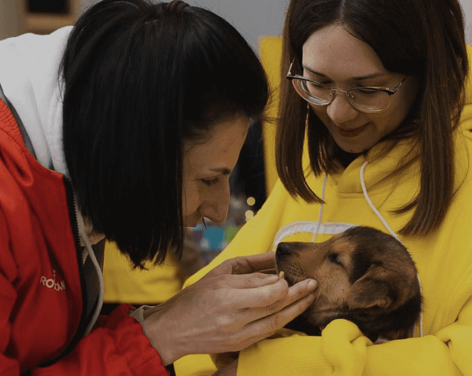 Саме час знайти собі пухнастого друга: фестиваль AdoptMe Days відбудеться на ВДНГ