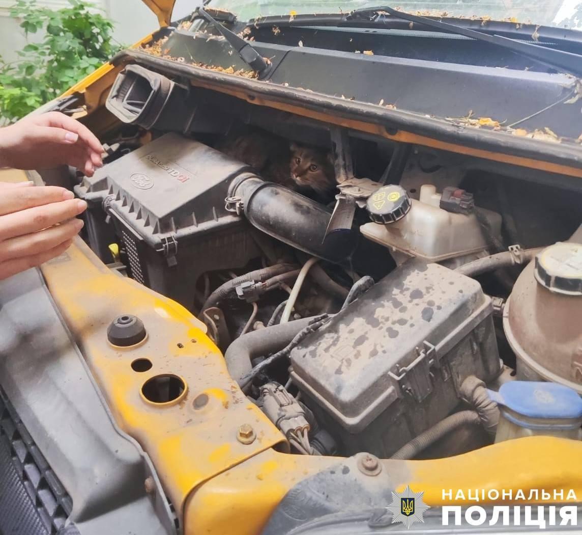 «Пухнаста проблема»: у столиці врятували кішку, яка залізла під капот авто