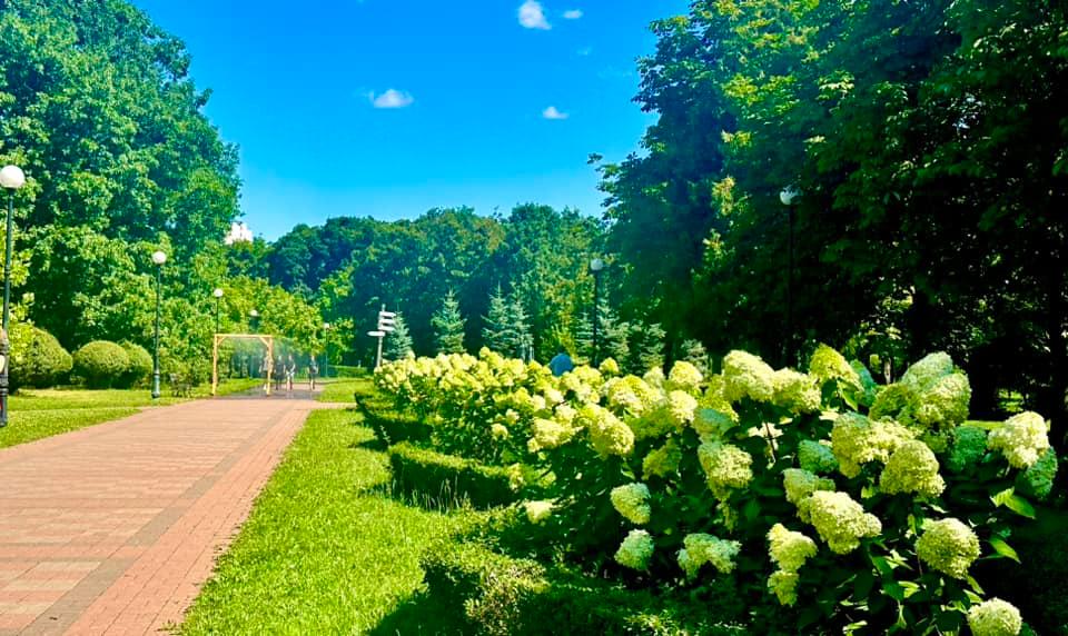 Розкішна краса – в парку “Відрадний” цвіте алея гортензій