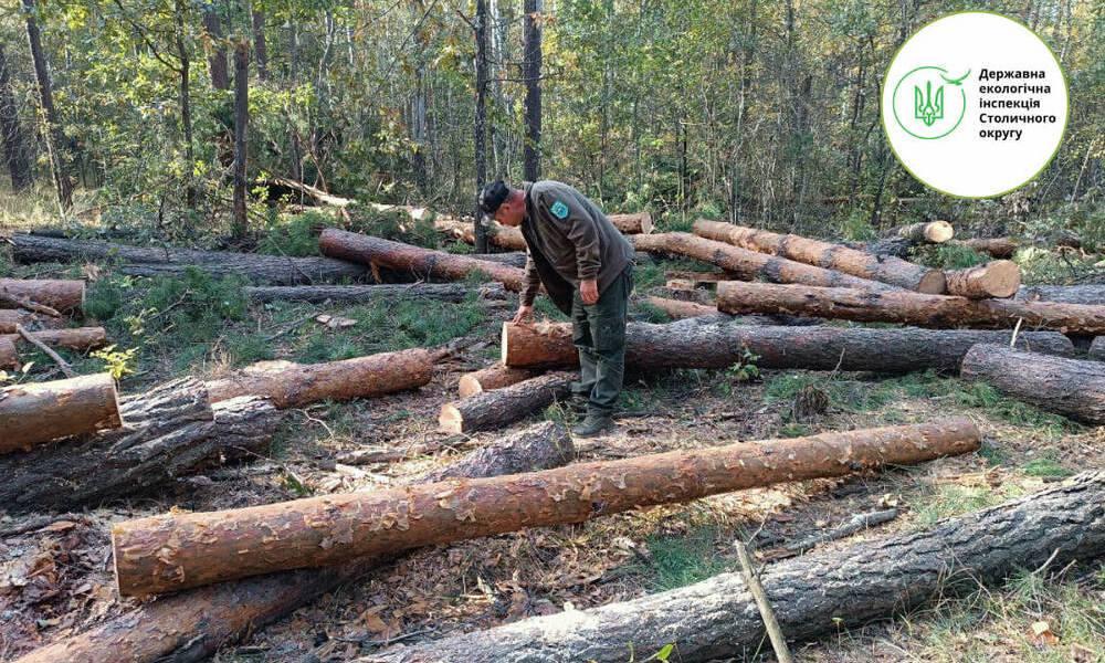 Незаконна вирубка лісу в зоні відчуження