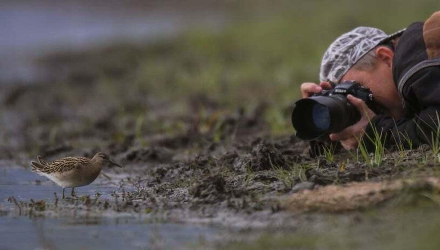 Фотограф В’ячеслав Міщенко прикидається звіром та кущиком заради унікального кадра з тваринами та птахами