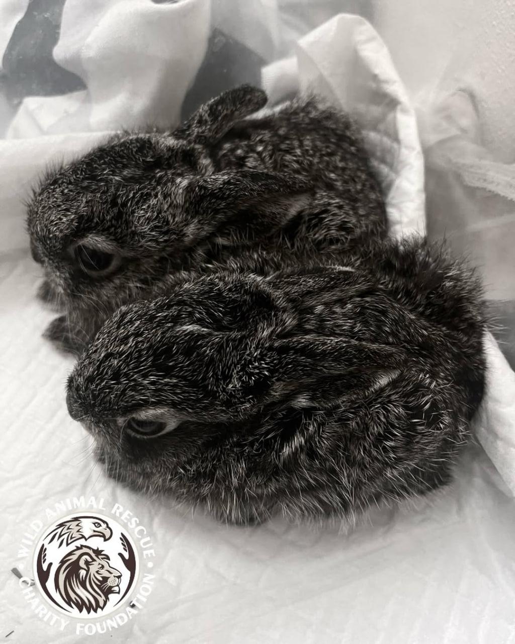 На Київщині через вибух дрона загинули тварини в Центрі порятунку Wild Animals