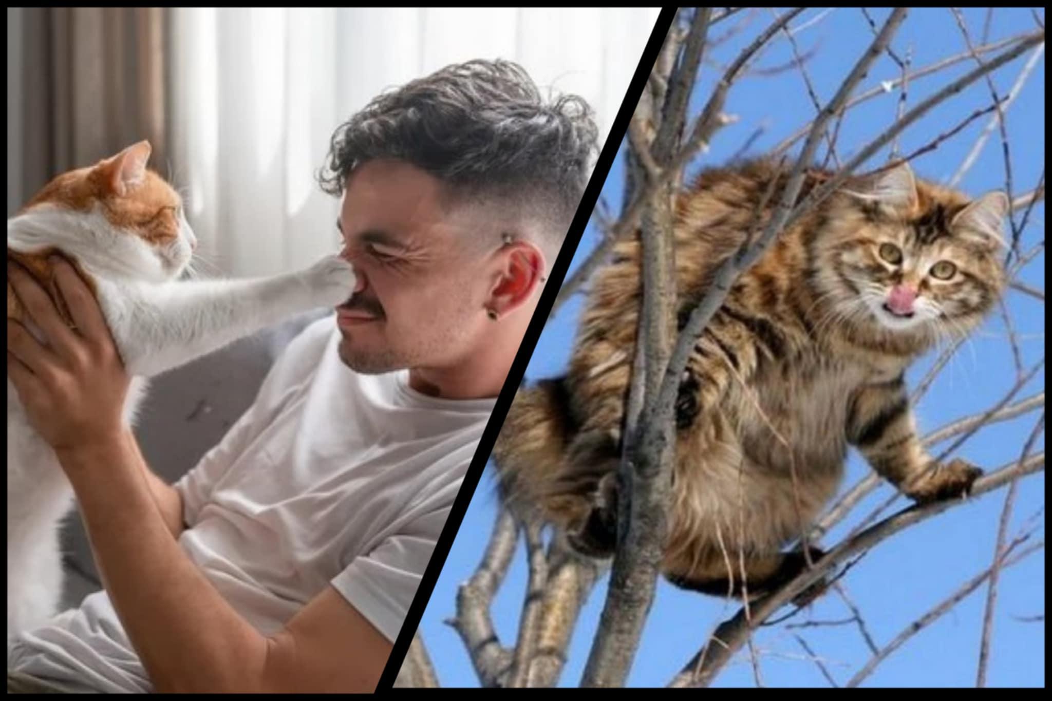 Як поділити кота під час розлучення – поради юриста