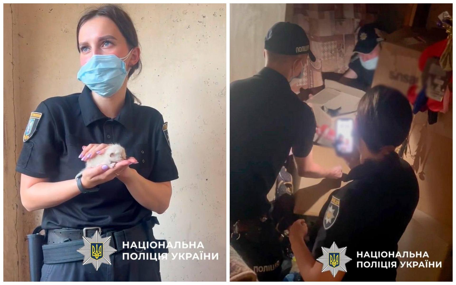 У Святошино врятували 9 котів, які близько тижня були зачинені у квартирі (відео)