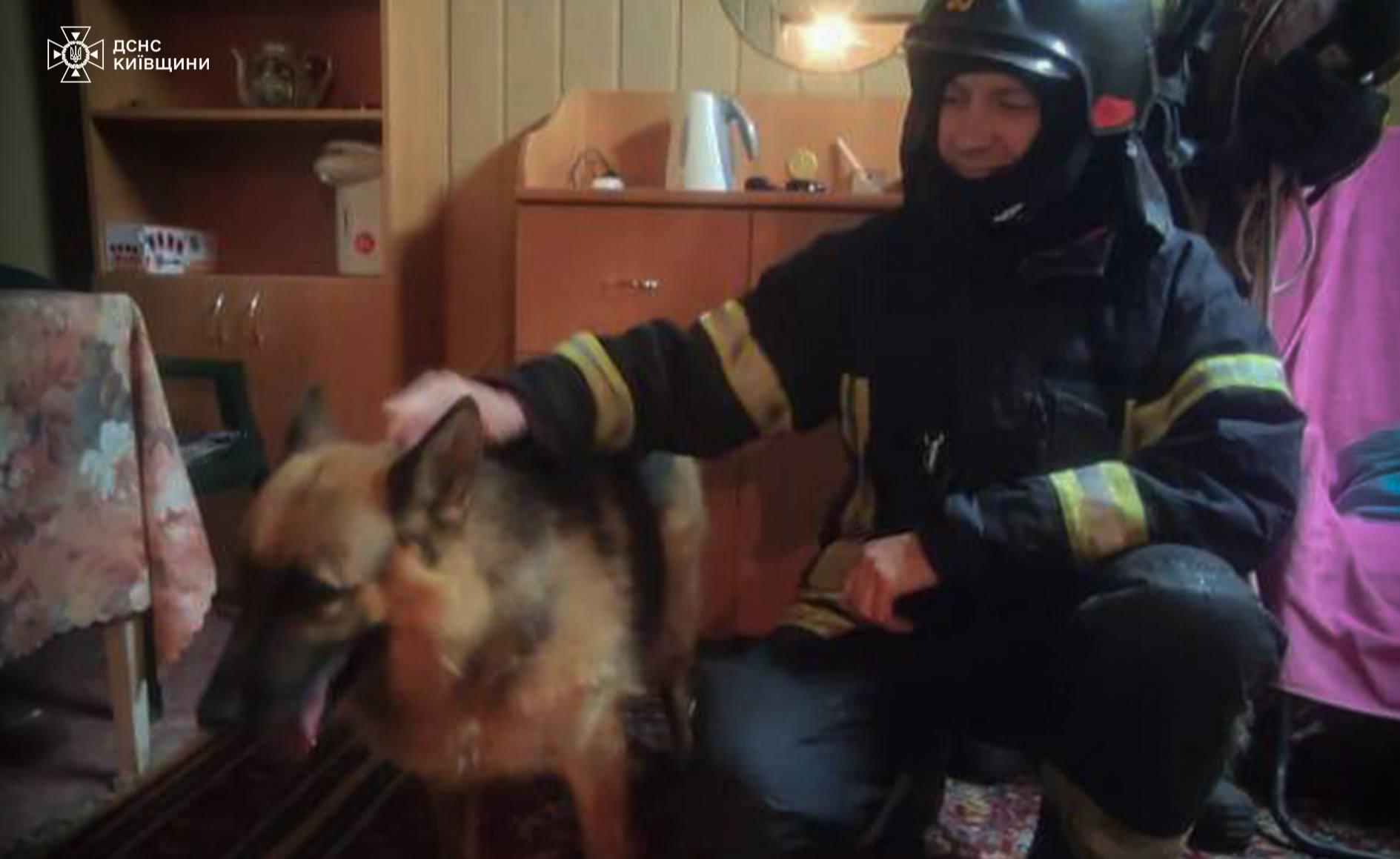 У Бучі під час обстрілу собака впала в насосну яму