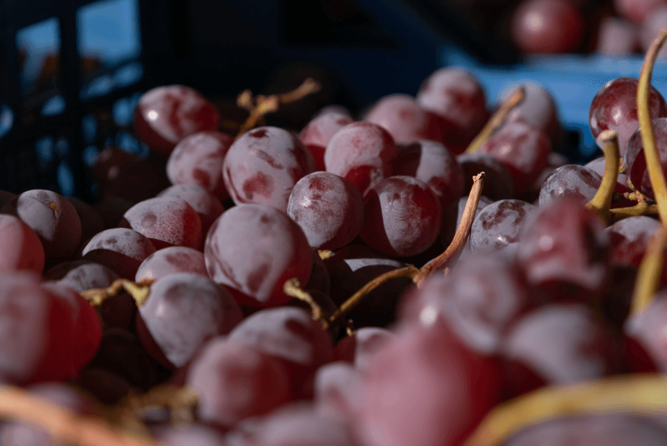 Де у Києві сьогодні можна купити фермерські продукти: локації