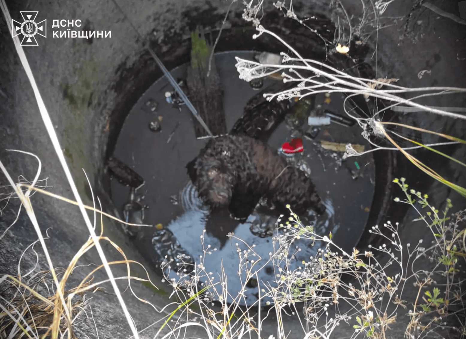 Собака впав у двометровий колодязь під Києвом: на допомогу прийшли рятувальники