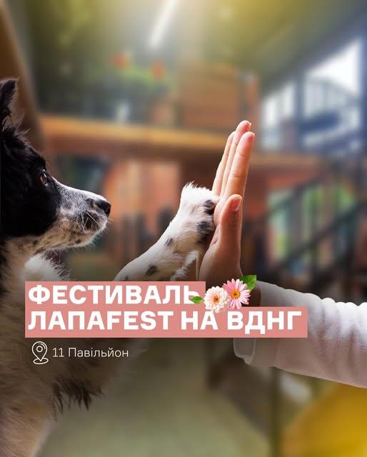 На підтримку врятованих тварин проведуть ЛапаFest у Києві