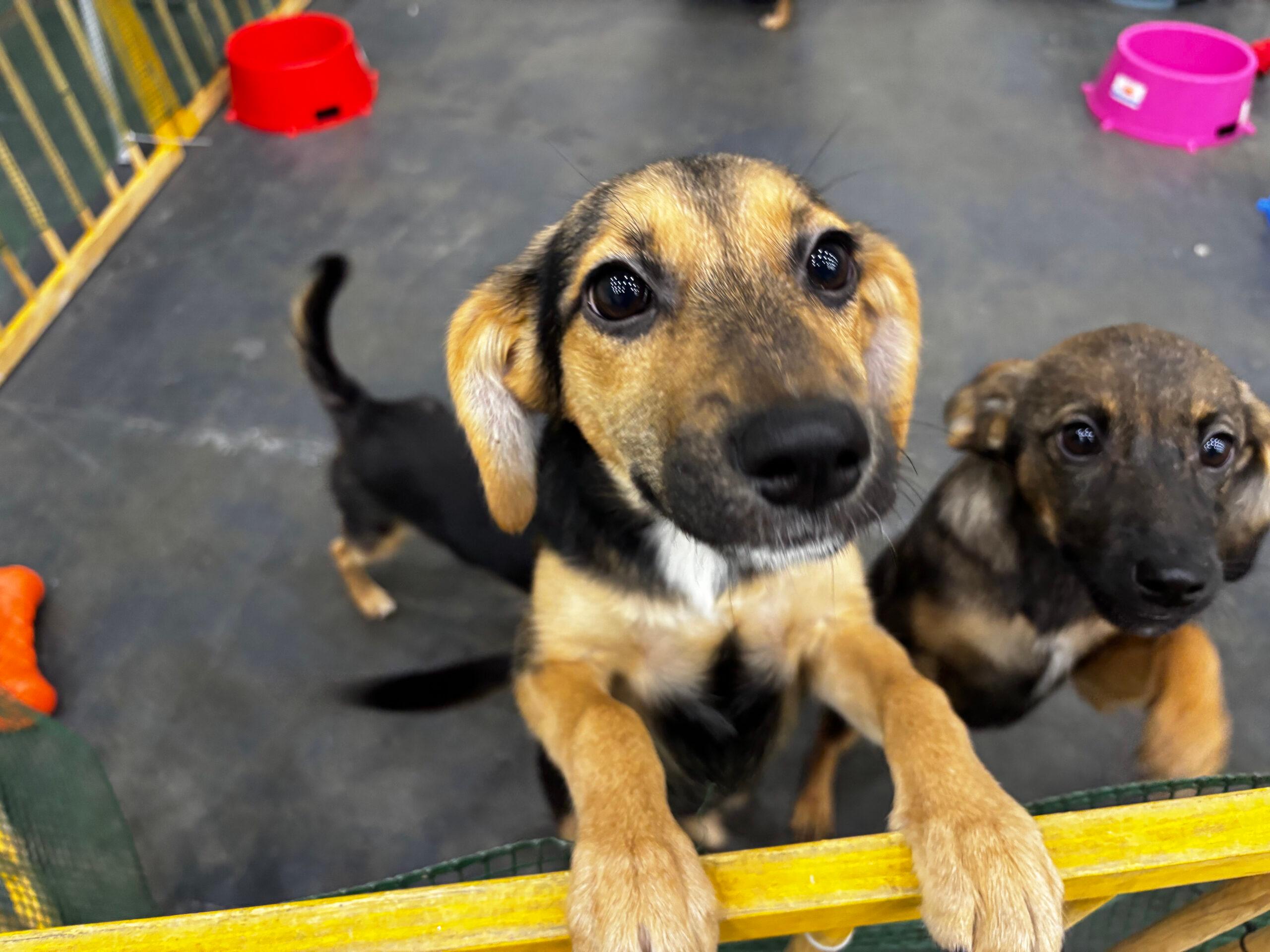«Не купуйте – прихистіть». У Києві шукатимуть домівки для сотень тварин