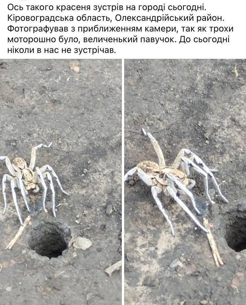 В Україні фіксують аномальне нашестя тарантулів у нетипових областях