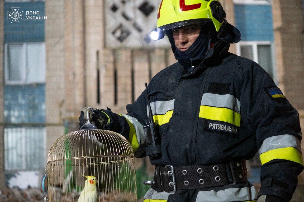 Серед руїн дев’ятиповерхівки у Тернополі знайшли живого папугу