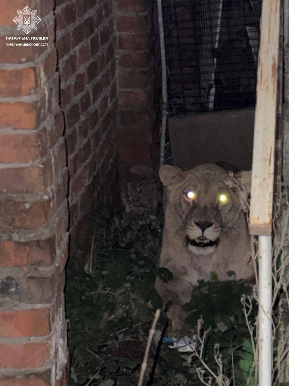 У Хмельницькому знайшли левицю, що втекла з центру диких тварин