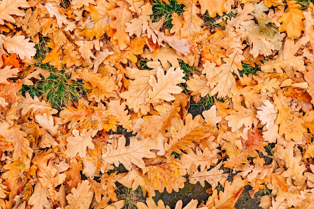 Якої погоди чекати киянам у п’ятницю: прогноз від синоптиків