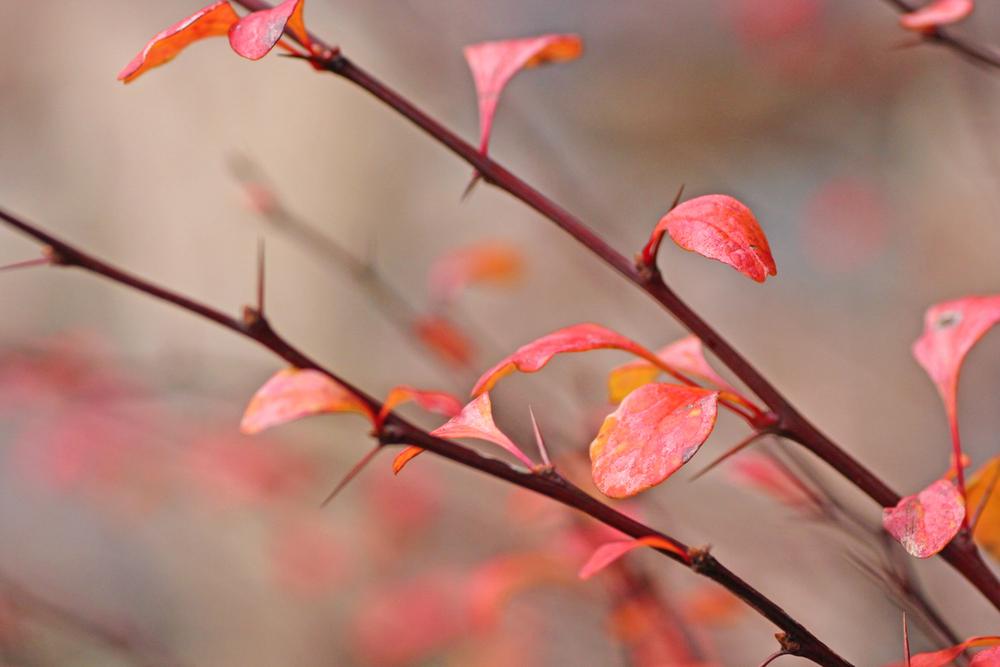 Які сюрпризи підготувала погода киянам у четвер: прогноз від синоптиків