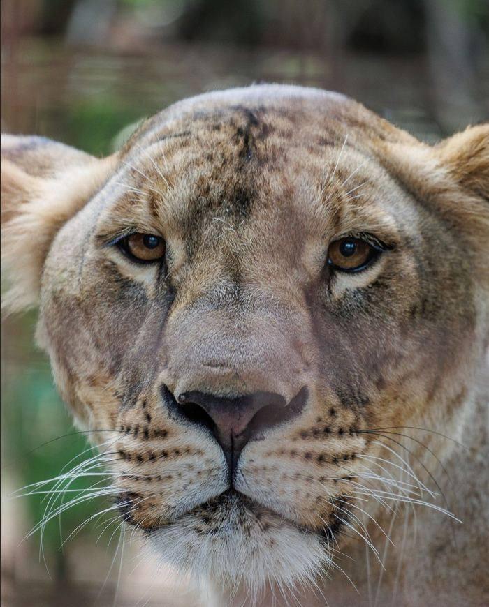 У Південній Африці померла врятована в Україні левиця