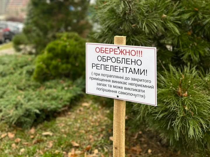 Якими неприємностями обернеться самовільно зрізана ялинка чи сосна