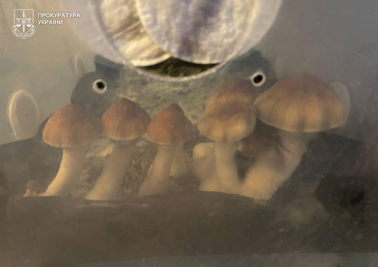 У Києві викрили «шоколатьє»-наркодилера: сам вирощував гриби і продавав у плитках