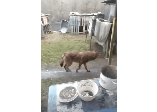 На Київщині дикий вовк загриз собаку прямо у дворі приватного будинку