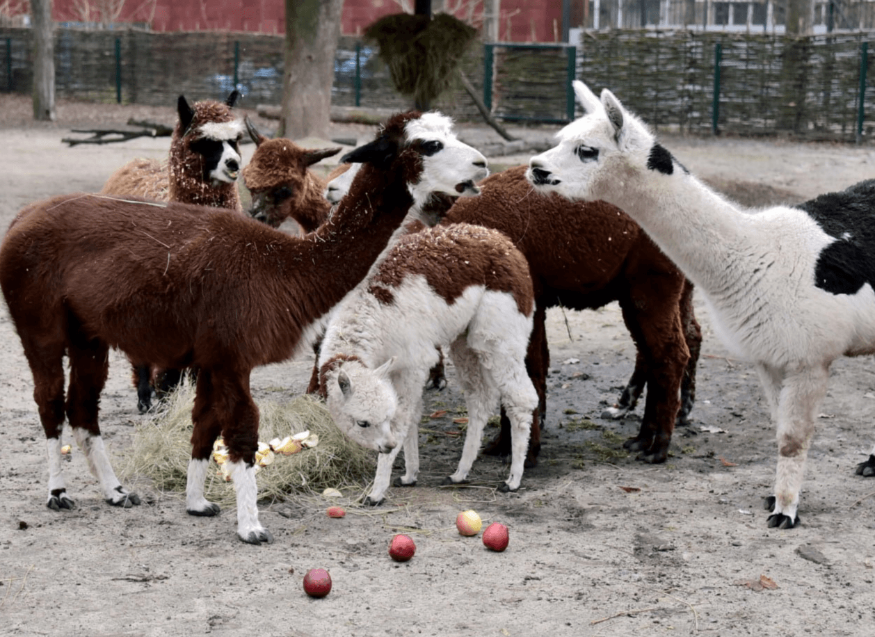 У КиївЗоо до Дня святого Миколая відбудуться показові частування копитних