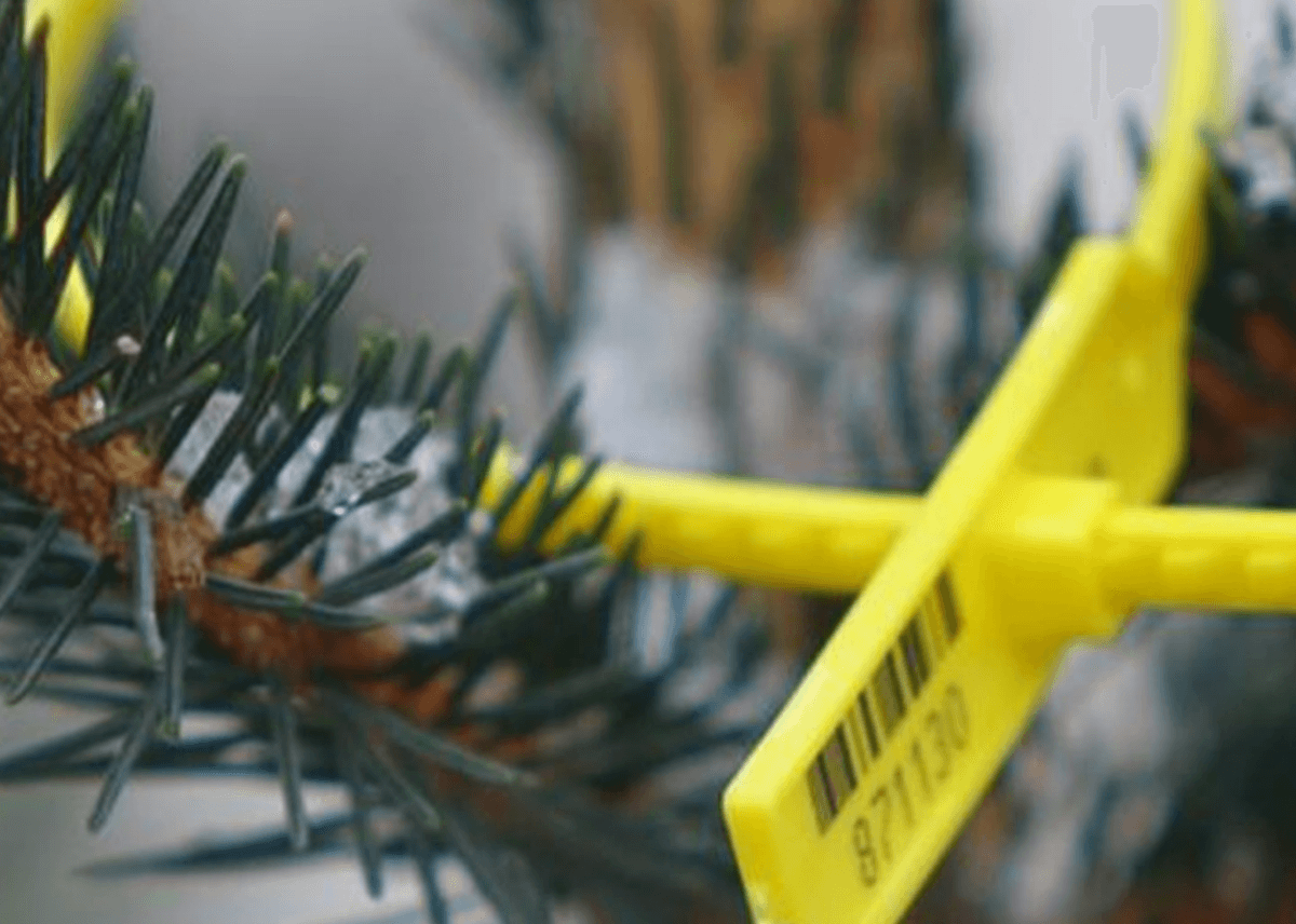 Стартували продажі новорічних ялинок: як перевірити, чи законно ви купуєте дерево