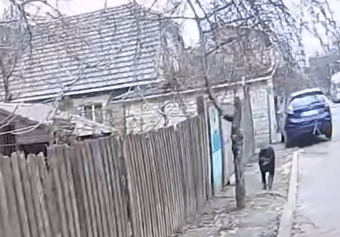 На Святошині поліцейський застрелив собаку, який на нього напав