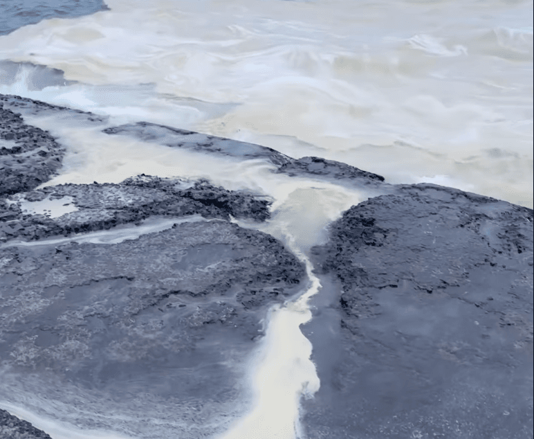 Екологічна катастрофа в Одесі: на пляжах виявили нафтові плями та загиблих птахів