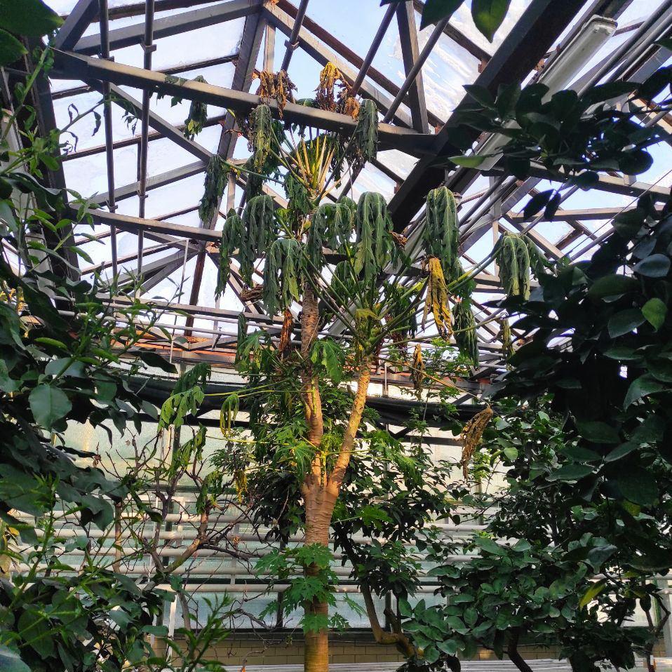 Тропічні рослини в оранжереях мерзнуть через відключення світла та тепла: ботсад Гришка просить про допомогу