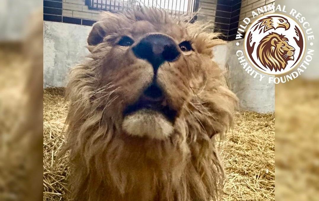 «Найскладніша зима в нашій історії». Центр порятунку диких тварин просить про допомогу