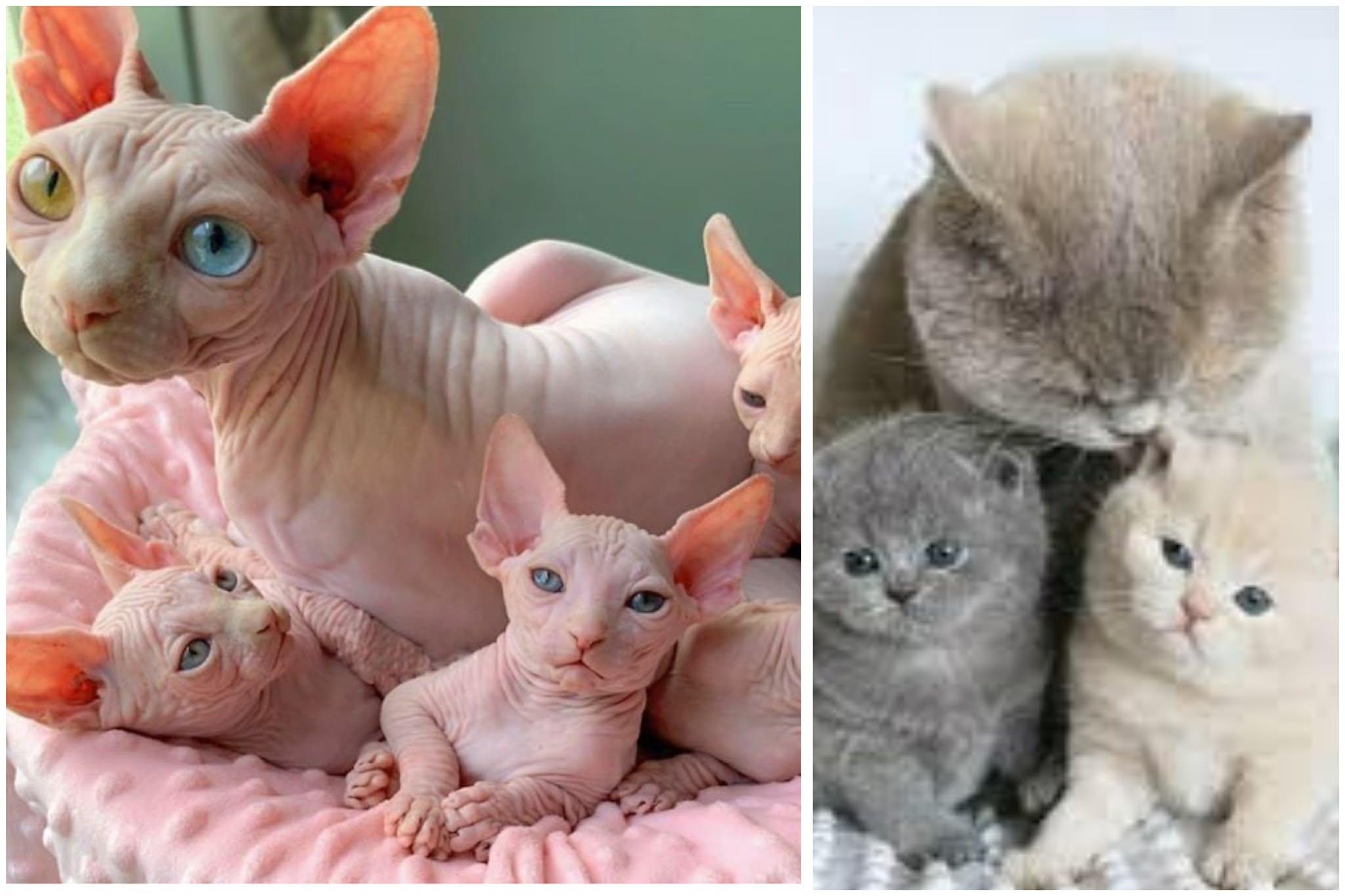 У Нідердандах з нового року заборонили утримувати котів, які найчастіше хворіють