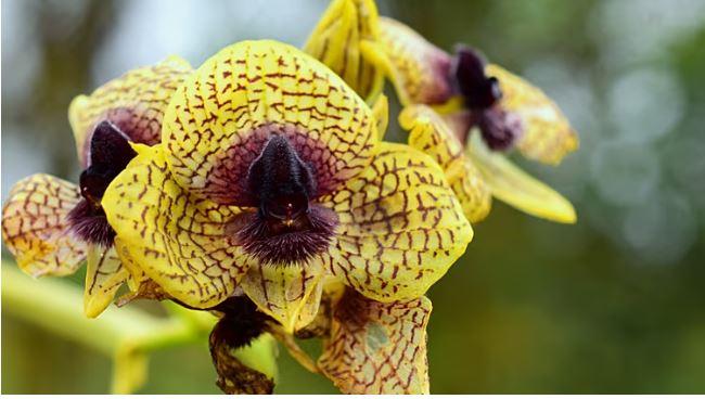 Закривавлена орхідея, квітка вогняного демона: у 2025 році вчені назвали 190 нових видів рослин і грибів