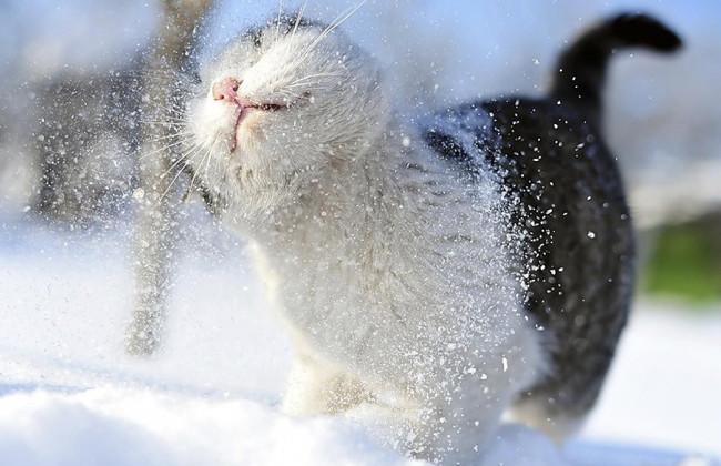 Прогноз погоди на 24 січня для Київщини та Києва